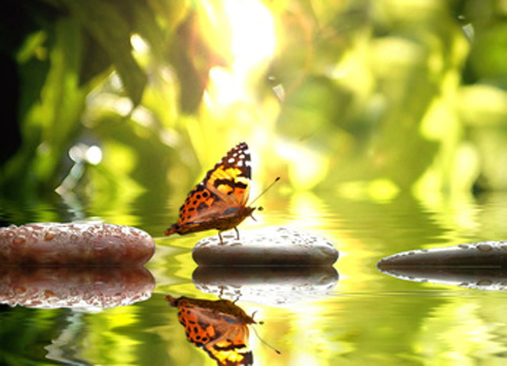 fond-papillon-deco-com-2014.jpg